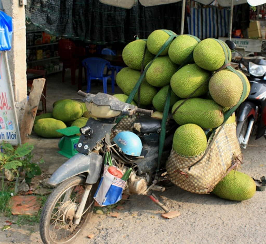 Farmers reep big from commercial jack fruit farming